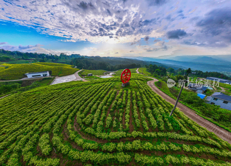 万亩茶园产业园区全景