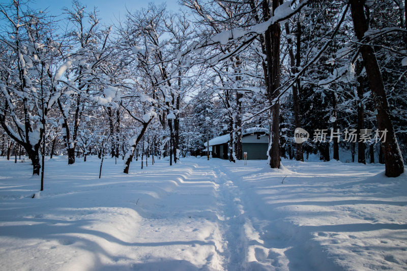 雪后树林间有小屋的冬日静谧场景