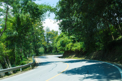 林中树木旁的公路