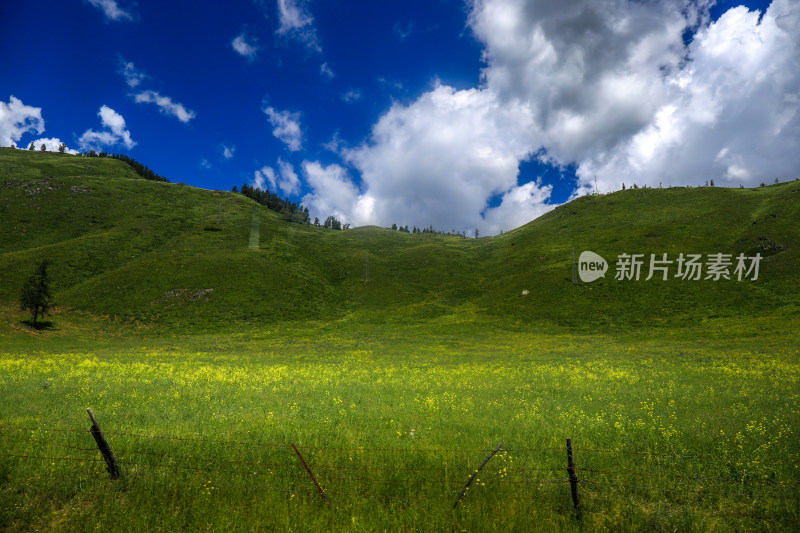 新疆阿勒泰地区喀纳斯森林草原自然风景