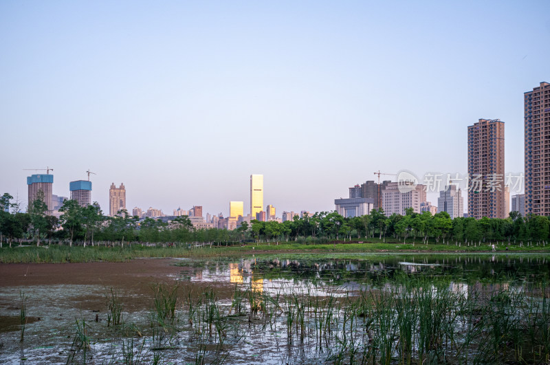 城市高楼背景下的湿地自然景观