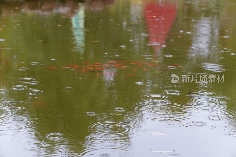 雨中池塘里的红色金鱼