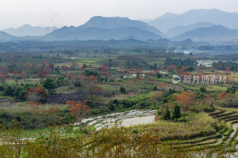 昌江木棉花稻田风景