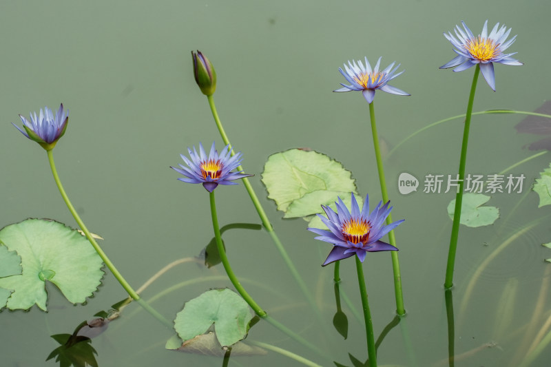 北京国家植物园睡莲