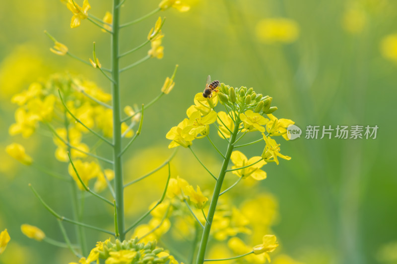 春天油菜花和蜜蜂