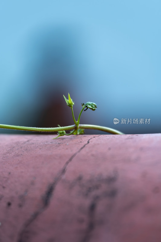 生长的绿色植物