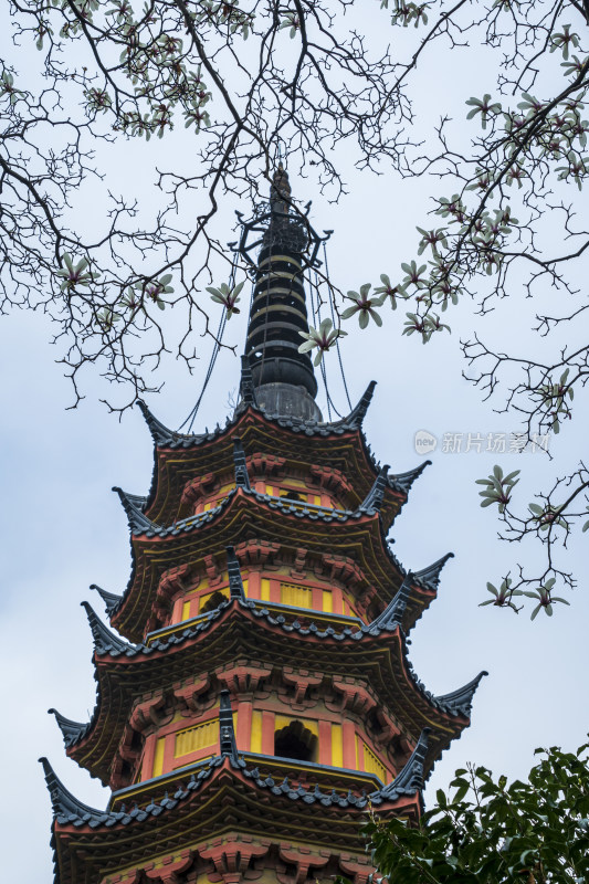 远眺春季苏州千年罗汉寺双塔与盛开的玉兰花