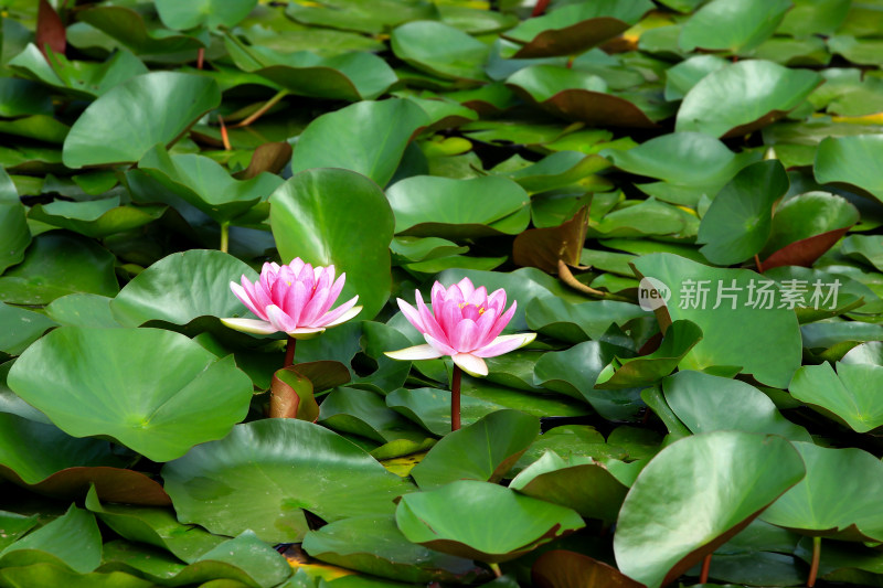 雨后池塘清新的睡莲