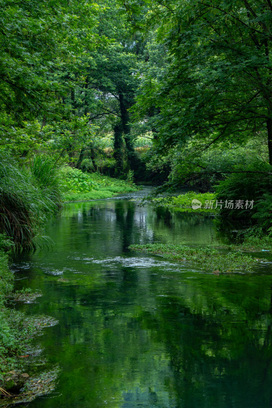 大自然绿色树林森林绿野仙踪小河溪流独木桥