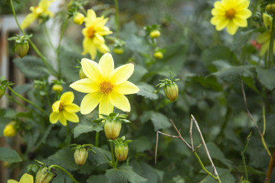 花开的季节