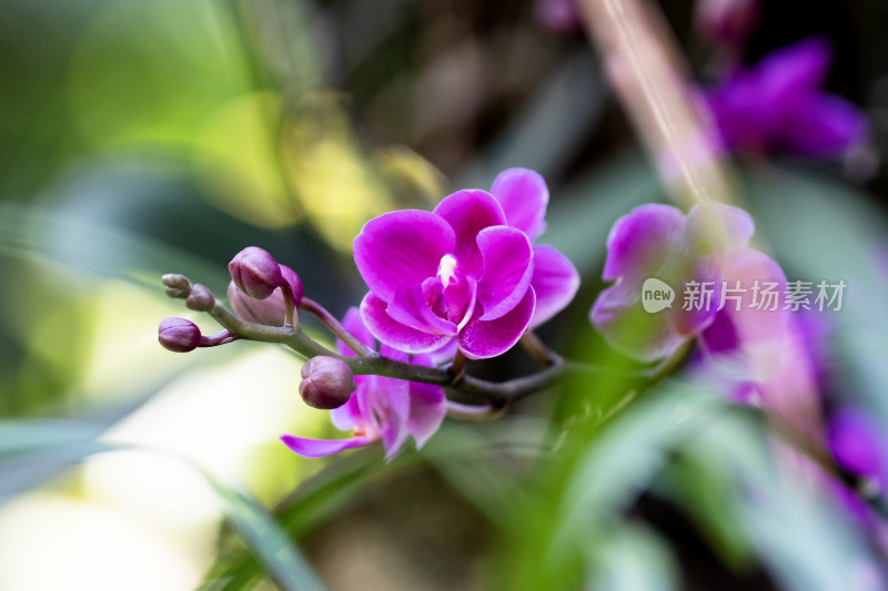 深圳仙湖植物园