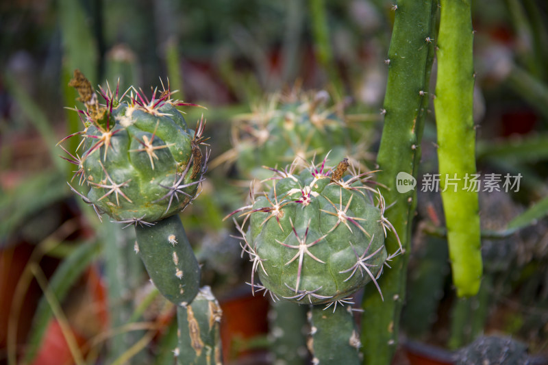 花花草草仙人植物