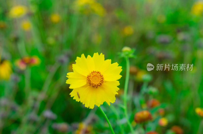 一朵黄色的剑叶金鸡菊特写