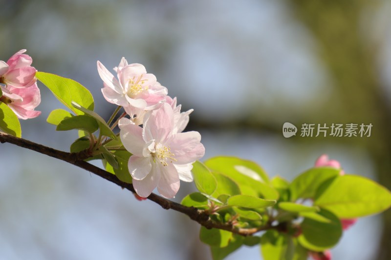 春日海棠花