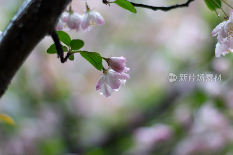 雨中的粉色海棠花素材