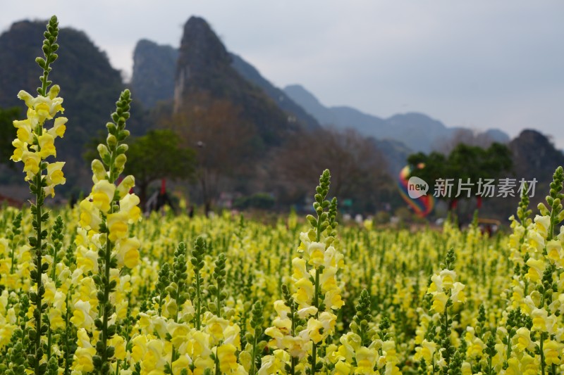 金鱼草缤纷花海