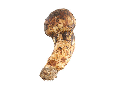 云南特产美食菇类松茸特写的白底图