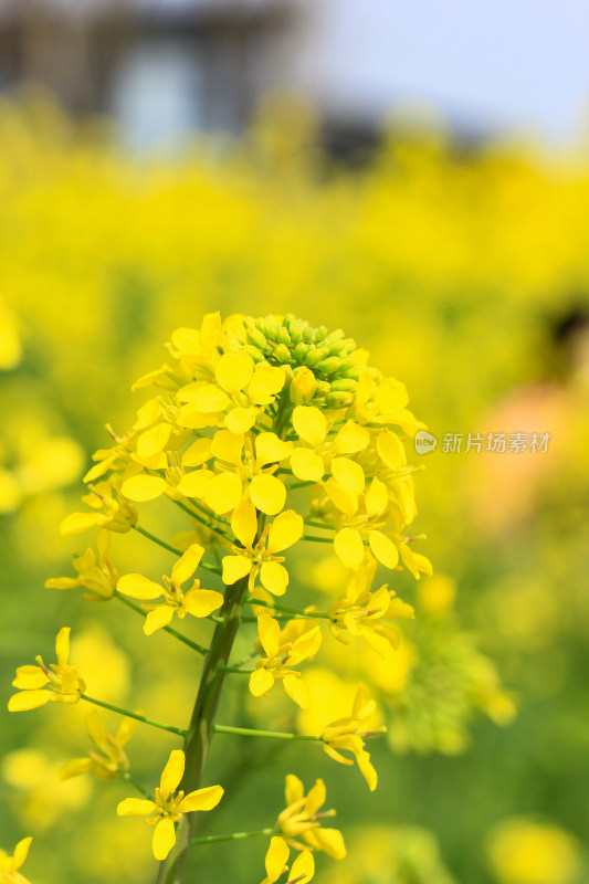 春天金黄的油菜花特写