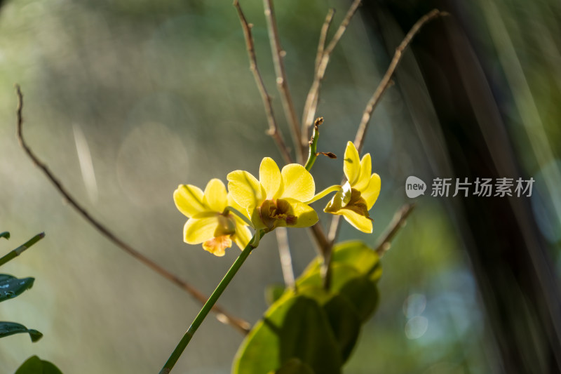 阳光下美丽的黄色石斛兰特写