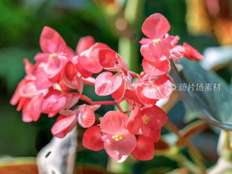 秋海棠开花特写