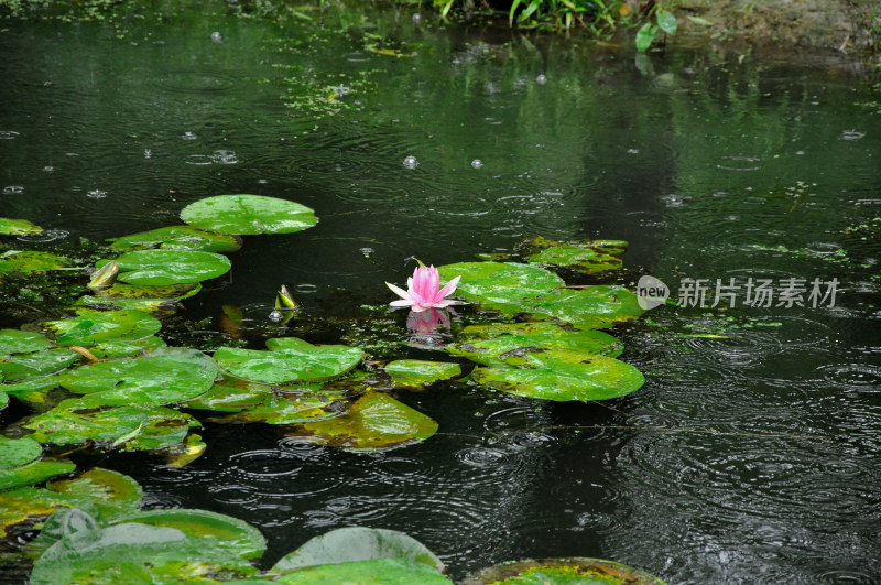 雨中池塘的粉色睡莲