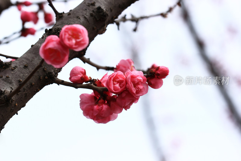 初春绽放的粉红色梅花