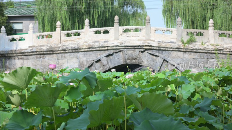 北京什刹海万宁桥镇水兽夏日荷花