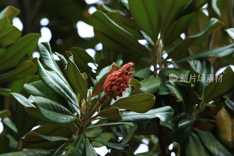 荷花玉兰（木兰花）果实