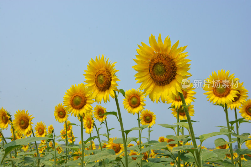 向日葵花朵盛开农业种植