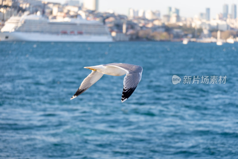 海面上展翅飞翔的海鸥