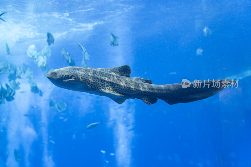 水族馆里的豹纹鲨