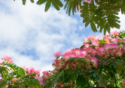 蓝天下芙蓉树鲜花盛开