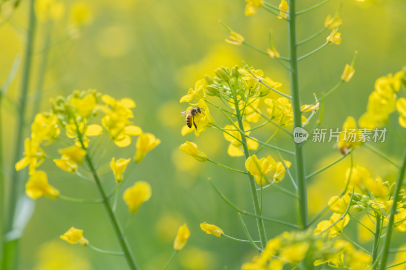 春天油菜花和蜜蜂