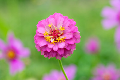 百日菊微距特写