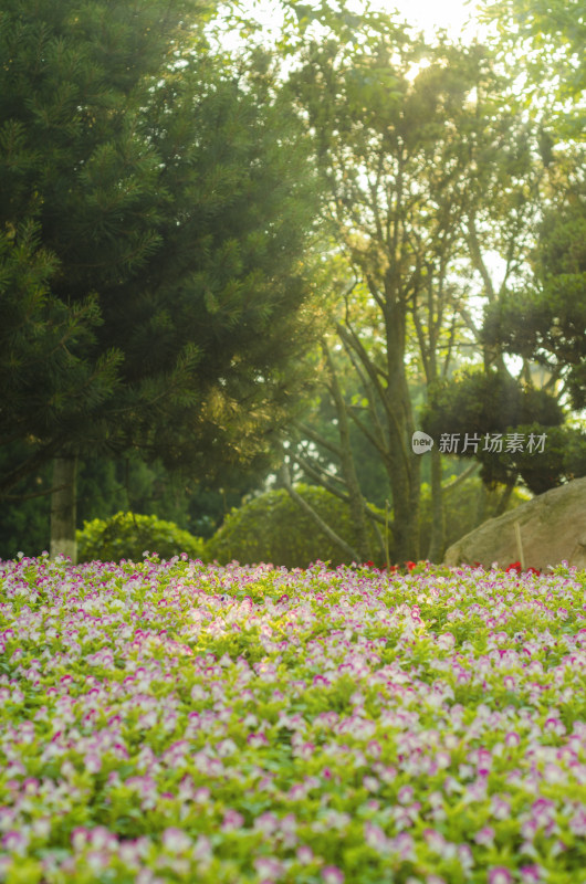 阳光穿过树林照在一片花海上