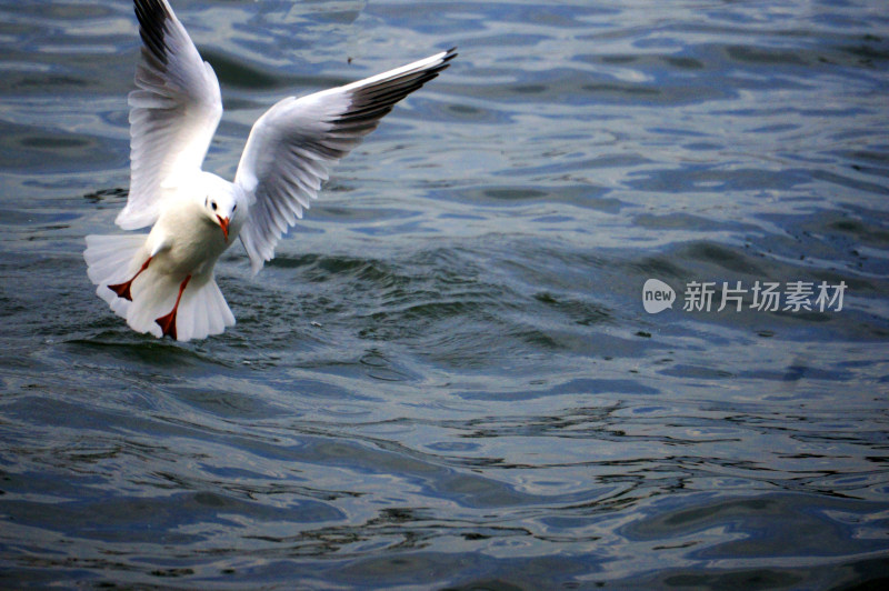 湖面的飞翔红嘴鸥