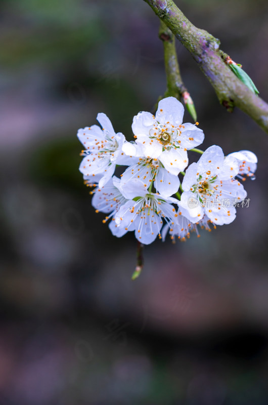 鲜花花朵花卉花树