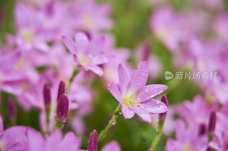 粉色的风雨兰花海