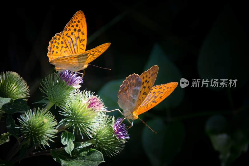 花粉蝴蝶飞翔，美丽的飞虫