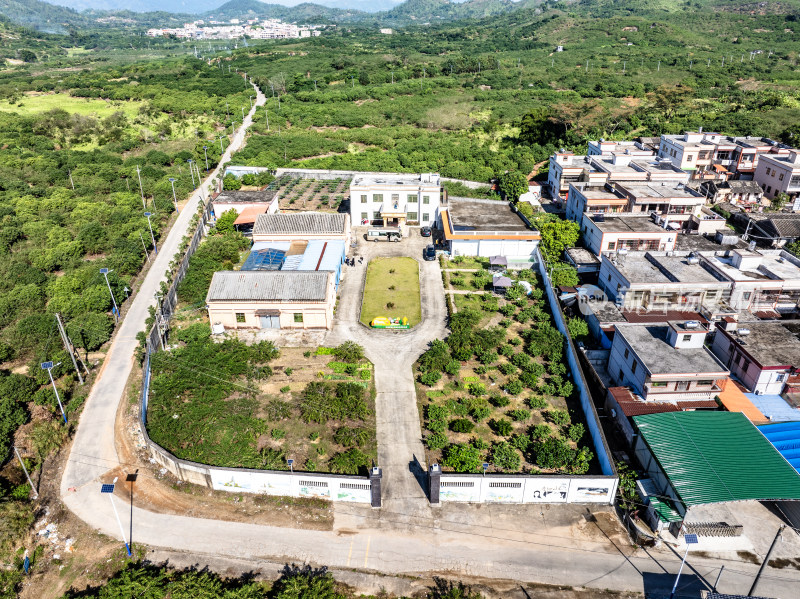 中国广东省汕尾市陆丰市华侨农场油柑种植园