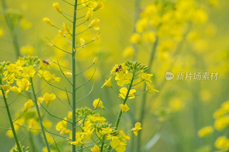 春天油菜花和蜜蜂