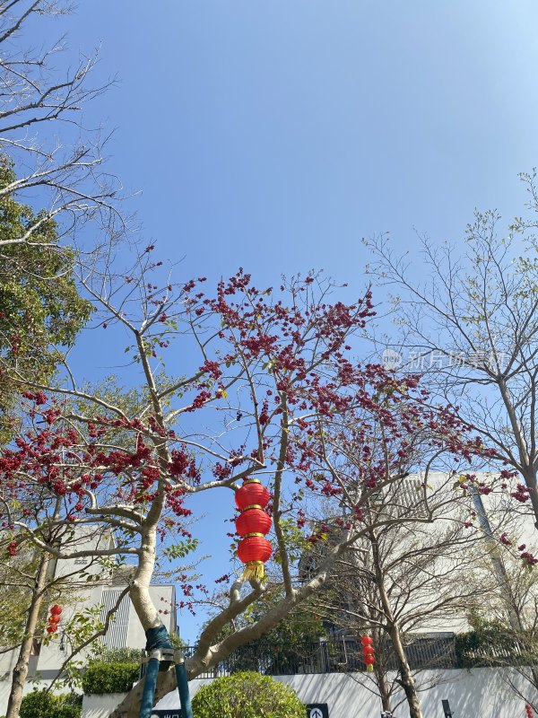 蓝天背景下的红花树挂红灯笼景象