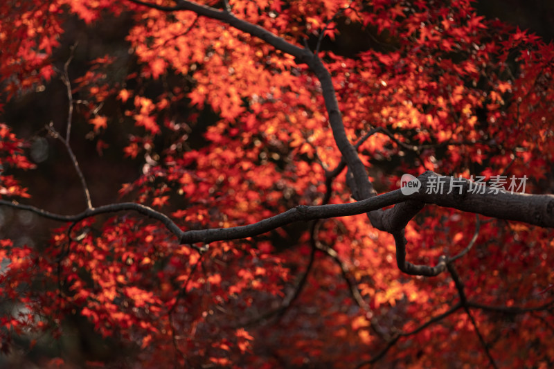秋天红色枫叶唯美意境