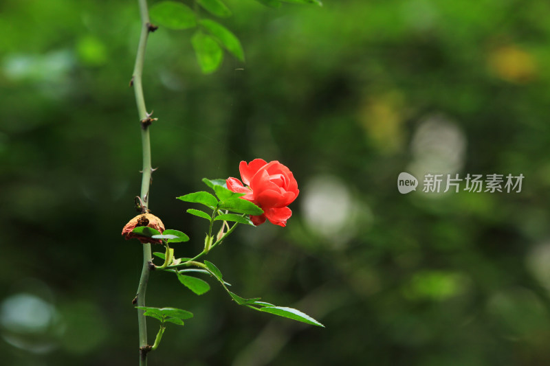 月季花开素材背景