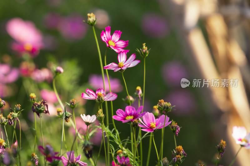 夕阳下的格桑花或波斯菊