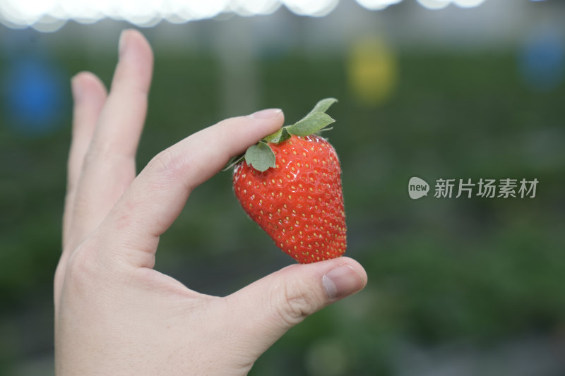 手上拿着一粒草莓