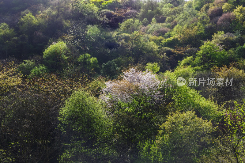 青山自然风景