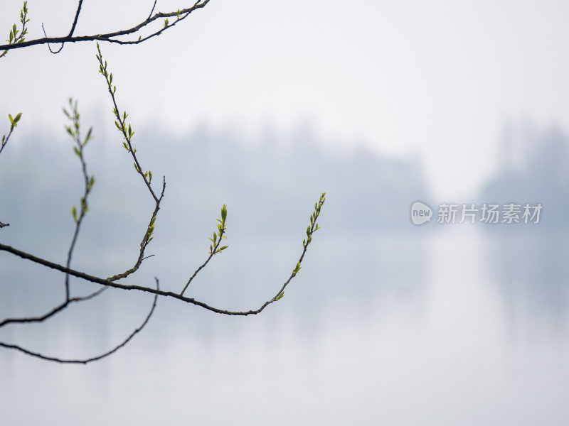 杭州西湖茅家埠江南水乡风景