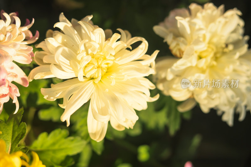 盛开的黄白色菊花特写