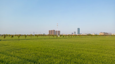 航拍城市郊区稻田风光